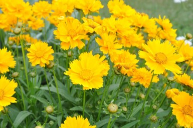 Storblomstret skønhedsøje Coreopsis grandiflora 'Sunray' 5-10 potte P9 Coreopsis grandiflora 'Sunray'