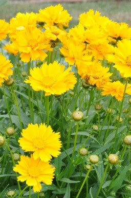Storblomstret skønhedsøje Coreopsis grandiflora 'Sunray' 5-10 potte P9 Coreopsis grandiflora 'Sunray'