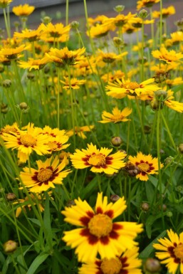 Lancetbladet skønhedsøje Coreopsis lanceolata 'Baby Gold' 5-10 potte P9 Coreopsis lanceolata 'Baby Gold'