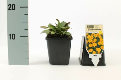 Lancetbladet skønhedsøje Coreopsis lanceolata 'Baby Gold' 5-10 potte P9 Coreopsis lanceolata 'Baby Gold'