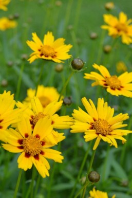 Lancetbladet skønhedsøje Coreopsis lanceolata 'Sterntaler' 5-10 potte P9 Coreopsis lanceolata 'Sterntaler'