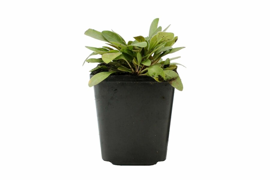 Lancetbladet skønhedsøje Coreopsis lanceolata 'Sterntaler' 5-10 potte P9 Coreopsis lanceolata 'Sterntaler'