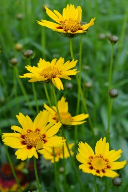 Lancetbladet skønhedsøje Coreopsis lanceolata 'Sterntaler' 5-10 potte P9