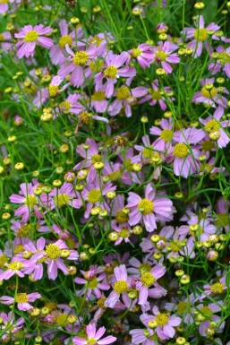 Rosenskønhedsøje Coreopsis rosea 'American Dream' 5-10 potte P9 Coreopsis rosea 'American Dream'