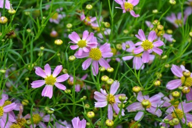 Rosenskønhedsøje Coreopsis rosea 'American Dream' 5-10 potte P9 Coreopsis rosea 'American Dream'