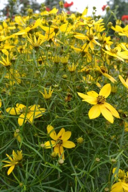 Kransskønhedsøje Coreopsis verticillata 5-10 potte P9 Coreopsis verticillata