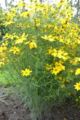 Kransskønhedsøje Coreopsis verticillata 5-10 potte P9 Coreopsis verticillata
