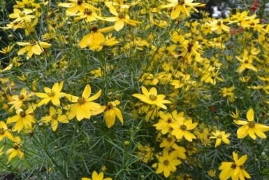 Kransskønhedsøje Coreopsis verticillata 5-10 potte P9