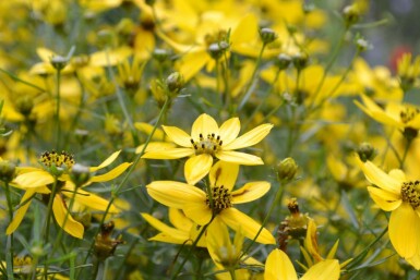 Kransskønhedsøje Coreopsis verticillata 5-10 potte P9