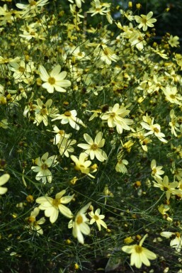 Kransskønhedsøje Coreopsis verticillata 'Moonbeam' 5-10 potte P9