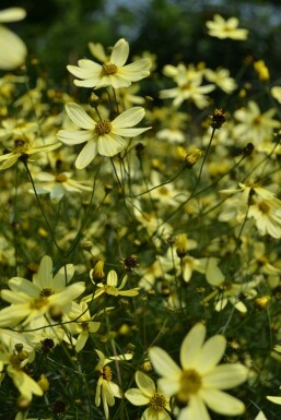 Kransskønhedsøje Coreopsis verticillata 'Moonbeam' 5-10 potte P9