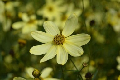 Kransskønhedsøje Coreopsis verticillata 'Moonbeam' 5-10 potte P9