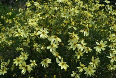 Kransskønhedsøje Coreopsis verticillata 'Moonbeam' 5-10 potte P9