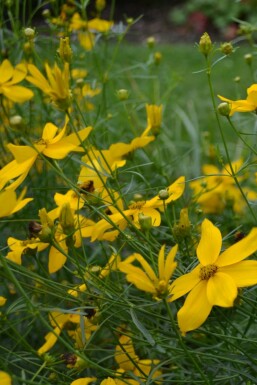 Kransskønhedsøje Coreopsis verticillata 'Zagreb' 5-10 potte P9