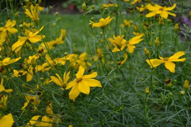 Kransskønhedsøje Coreopsis verticillata 'Zagreb' 5-10 potte P9