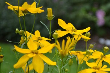 Kransskønhedsøje Coreopsis verticillata 'Zagreb' 5-10 potte P9