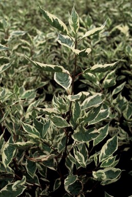 Hvidbroget kornel Cornus alba 'Elegantissima' busk 40-50 potte C3
