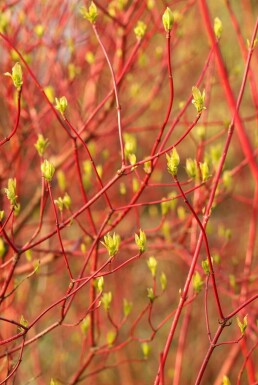 Rødgrenet kornel Cornus alba 'Sibirica' busk 40-50 potte C3