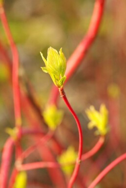 Rødgrenet kornel Cornus alba 'Sibirica' busk 40-50 potte C3