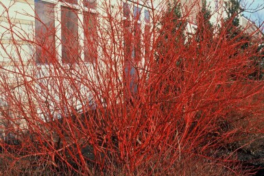 Rødgrenet kornel Cornus alba 'Sibirica' busk 40-50 potte C3