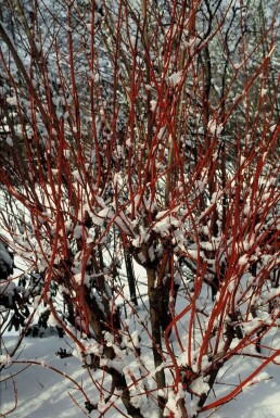 Rødgrenet kornel Cornus alba 'Sibirica' busk 40-50 potte C3