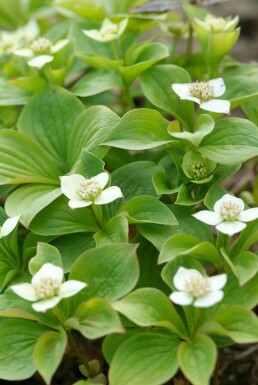 Canadisk hønsebær Cornus canadensis 5-10 potte P9