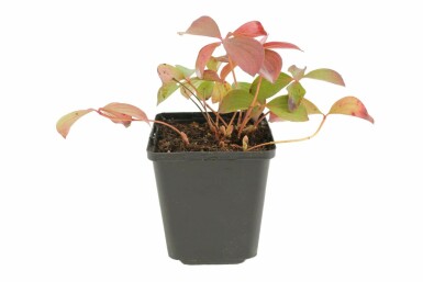 Cornus canadensis P9 5-10