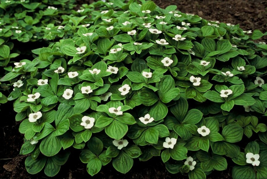Canadisk hønsebær Cornus canadensis 5-10 potte P9 Cornus canadensis 5-10 cm