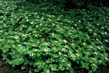 Canadisk hønsebær Cornus canadensis 5-10 potte P9 Cornus canadensis 5-10 cm