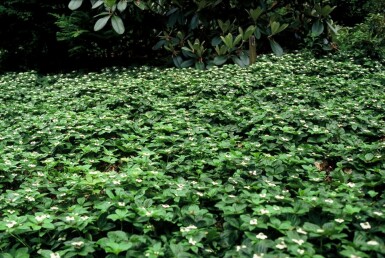Cornus canadensis P9 5-10