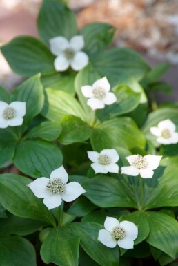 Canadisk hønsebær Cornus canadensis 5-10 potte P9