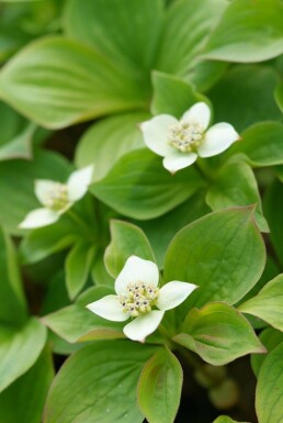 Canadisk hønsebær Cornus canadensis 5-10 potte P9