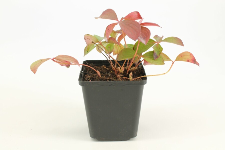 Canadisk hønsebær Cornus canadensis 5-10 potte P9 Cornus canadensis 5-10 cm