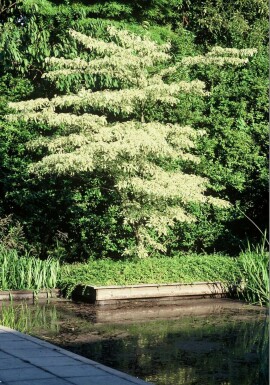 Etagekornel Cornus controversa 'Variegata' busk 30-40 potte C3