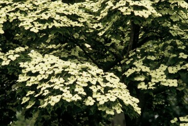 Koreakornel Cornus kousa busk 40-50 potte C3