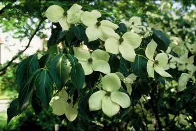 Koreakornel Cornus kousa 'China Girl' busk 30-40 potte C2