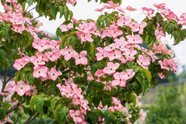 Koreakornel Cornus kousa 'Satomi' busk 30-40 potte C2