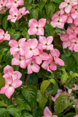 Koreakornel Cornus kousa 'Satomi' busk 30-40 potte C2