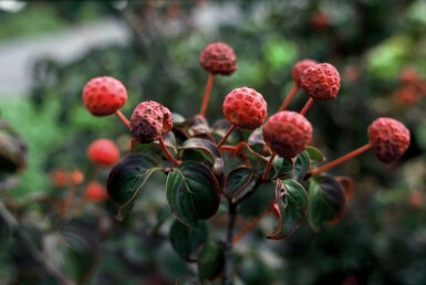 Koreakornel Cornus kousa 'Satomi' busk 30-40 potte C2