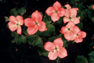 Koreakornel Cornus kousa 'Satomi' busk 30-40 potte C2