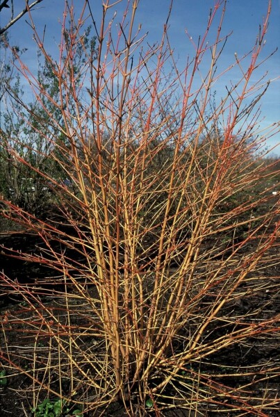 Cornus sanguinea 'Midwinter Fire' C12 100-125