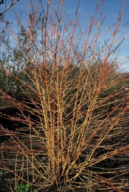 Rød kornel Cornus sanguinea 'Midwinter Fire' busk 20-30 potte C2