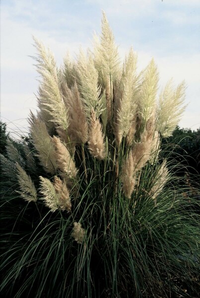 Pampasgræs Cortaderia selloana 'Pumila' 5-10 potte P9 Cortaderia selloana 'Pumila'