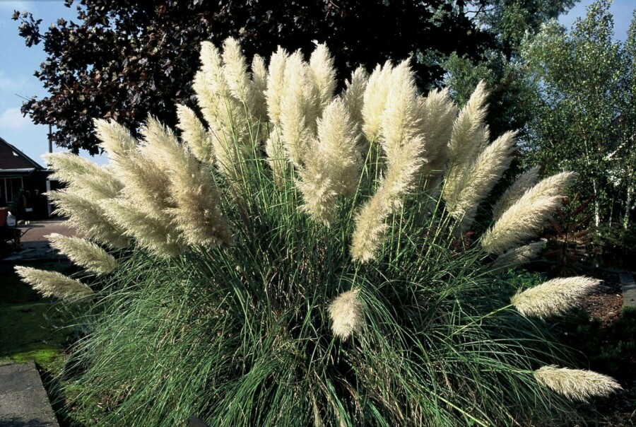 Pampasgræs Cortaderia selloana 'Pumila' 5-10 potte P9 Cortaderia selloana 'Pumila'