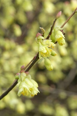 Hasselbror Corylopsis pauciflora busk 20-30 potte C2