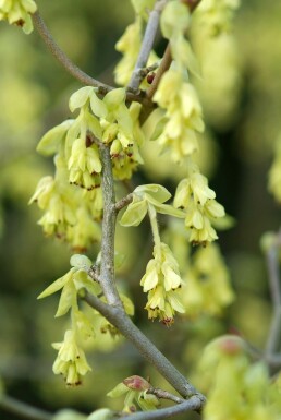 Hasselbror Corylopsis spicata busk 20-30 potte C2