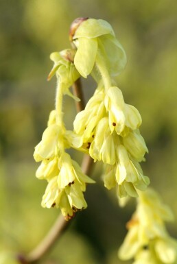 Hasselbror Corylopsis spicata busk 20-30 potte C2