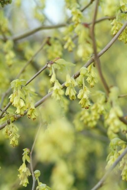 Hasselbror Corylopsis spicata busk 20-30 potte C2