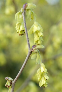 Hasselbror Corylopsis spicata busk 20-30 potte C2