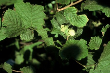 Almindelig hassel Corylus avellana busk 100-120 potte C12